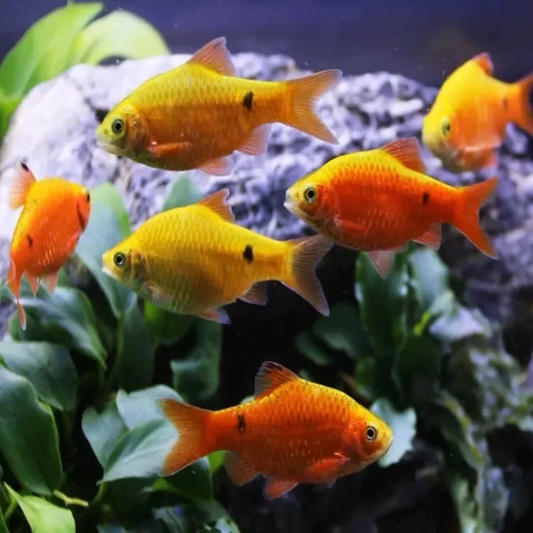 新疆鱼乐圈金元宝招财进宝冷水淡水观赏鱼新手耐养群游小型鱼