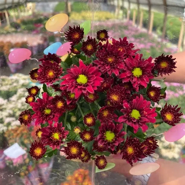 《天红皇后》带花苞发货小雏菊种盆栽阳台庭院开花植物花期长颜值高