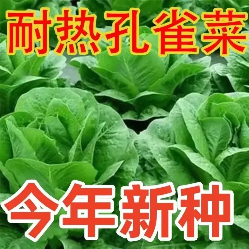 孔雀菜脆香甜罗马直立生菜种籽生长迅速四季播种营养蔬菜种子大全
