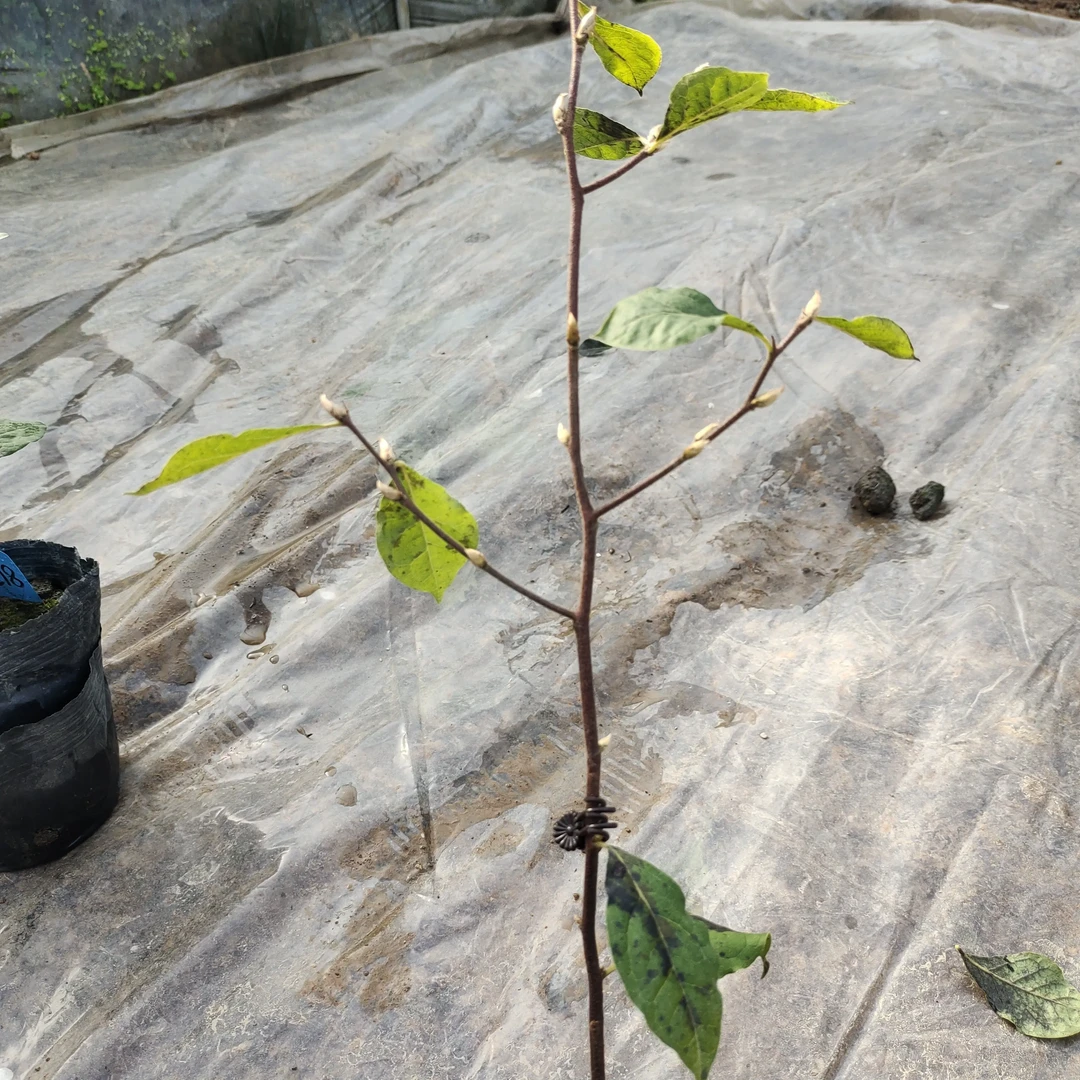 老鸦柿精品嫁接苗寿星