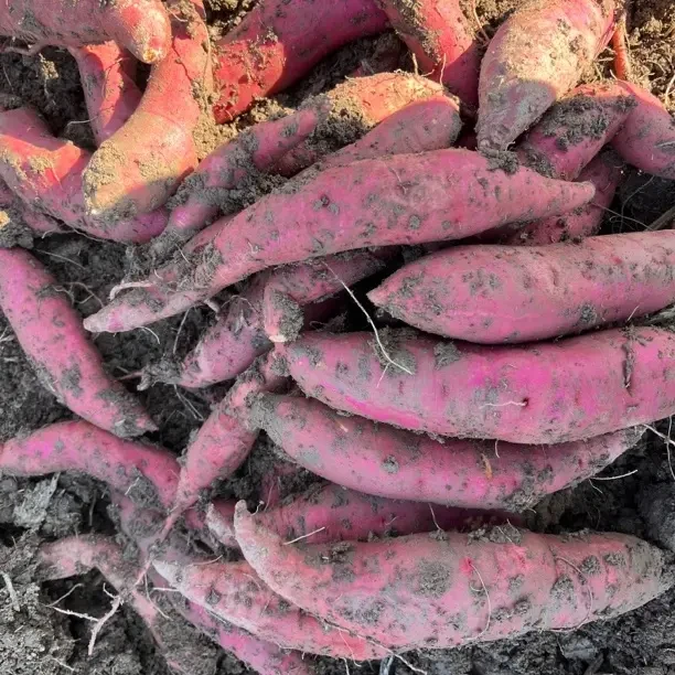 苏北农家自种新鲜西瓜红红薯  可蒸可煮可烤