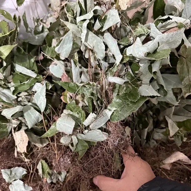 贵州大山深处的三枝九叶草