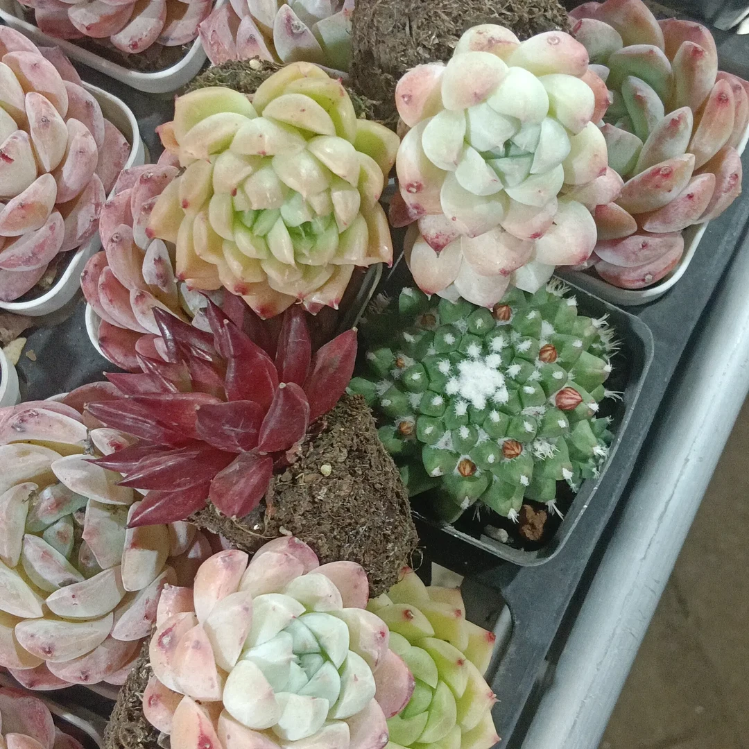 多肉植物组合盆栽新手肉肉好养绿植室内阳台易活多肉带盆发货
