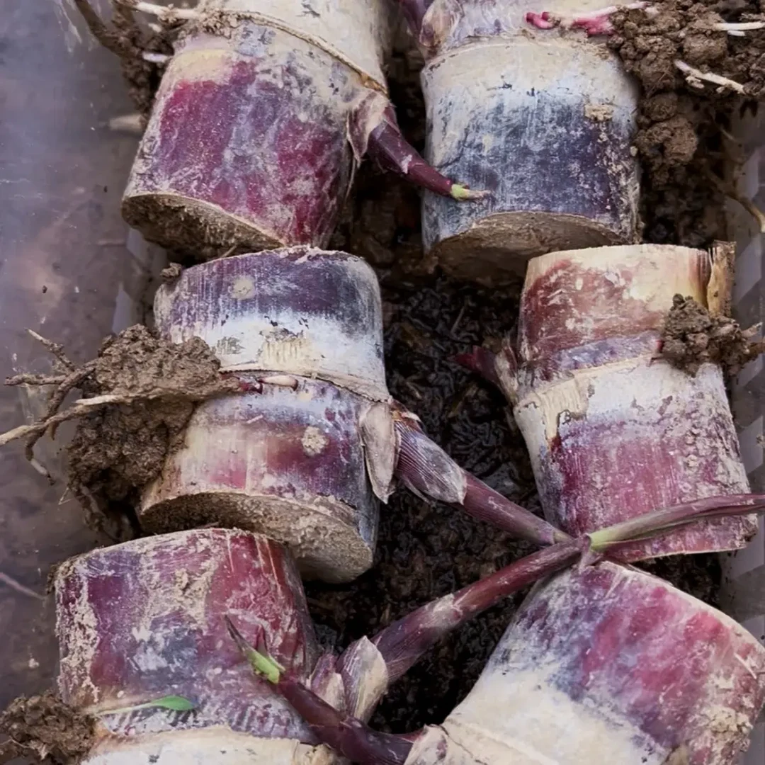 广西黑皮水果甘蔗种节可盆栽种植易高产