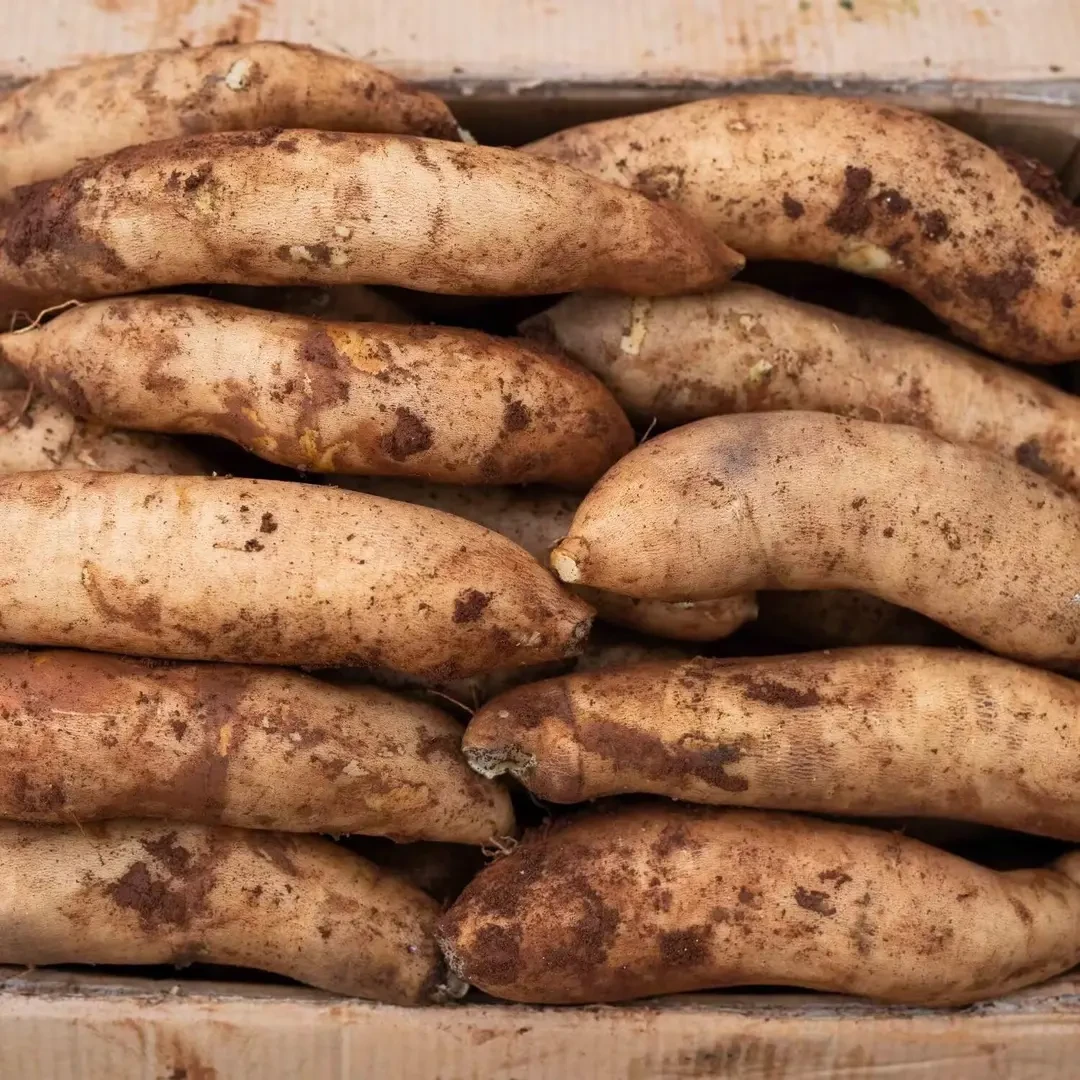 【必尝雪莲果】云南特产雪莲果清甜脆爽新鲜现挖脆甜鲜爽应当季水果