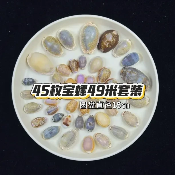 天然宝螺拼盘（混）/原皮未酸洗未上油无破洞/1-3㎝左右
