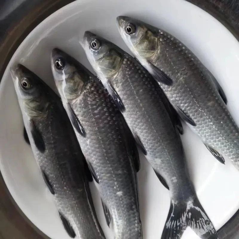 四川青鱼每条6g左右 渔场直发观赏