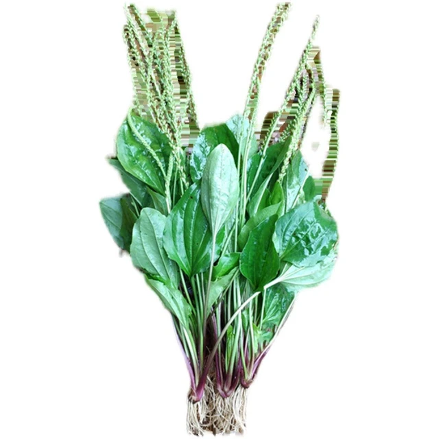 新鲜车前草整棵深山野外车钱草泡水车茶草干泡茶中药清热排酸500g