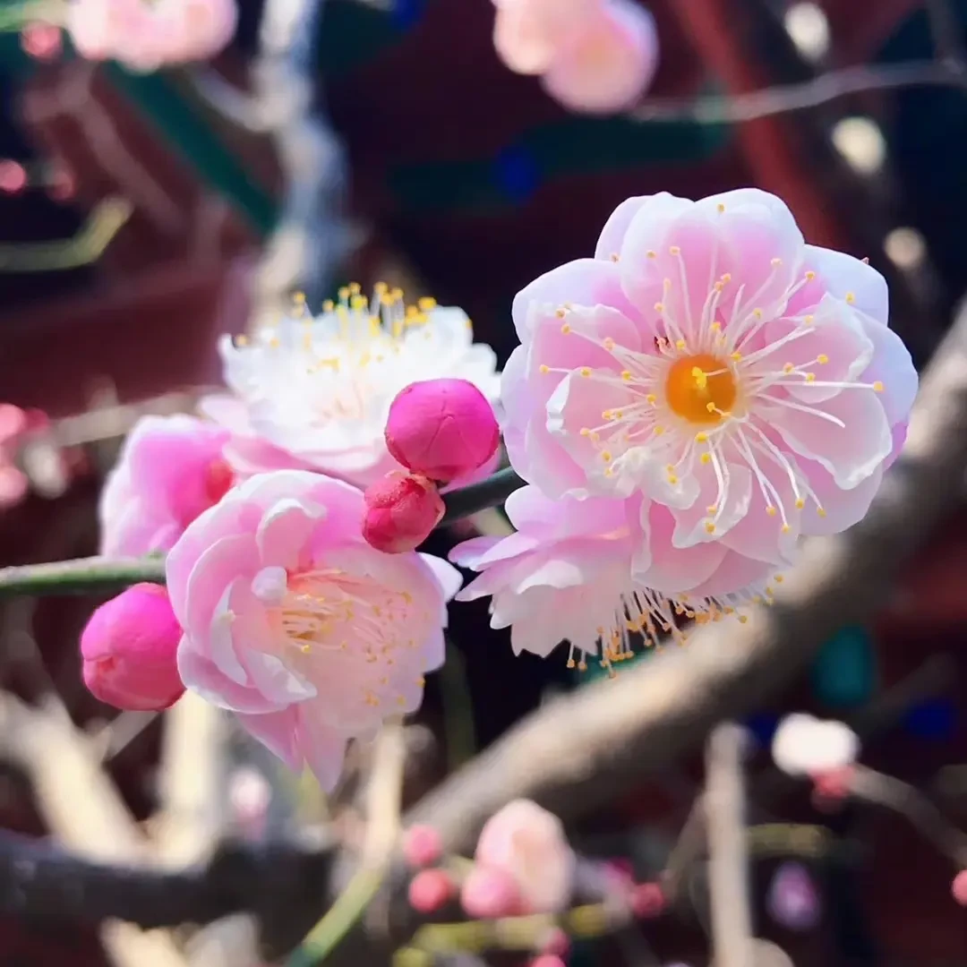 梅花老桩精品绿植盆栽造型优美易养护室内外花卉