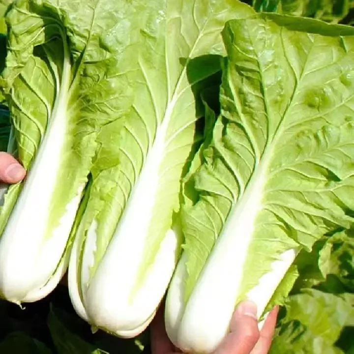 【四季速生快菜】快菜种子耐热耐寒阳台院子均可种植