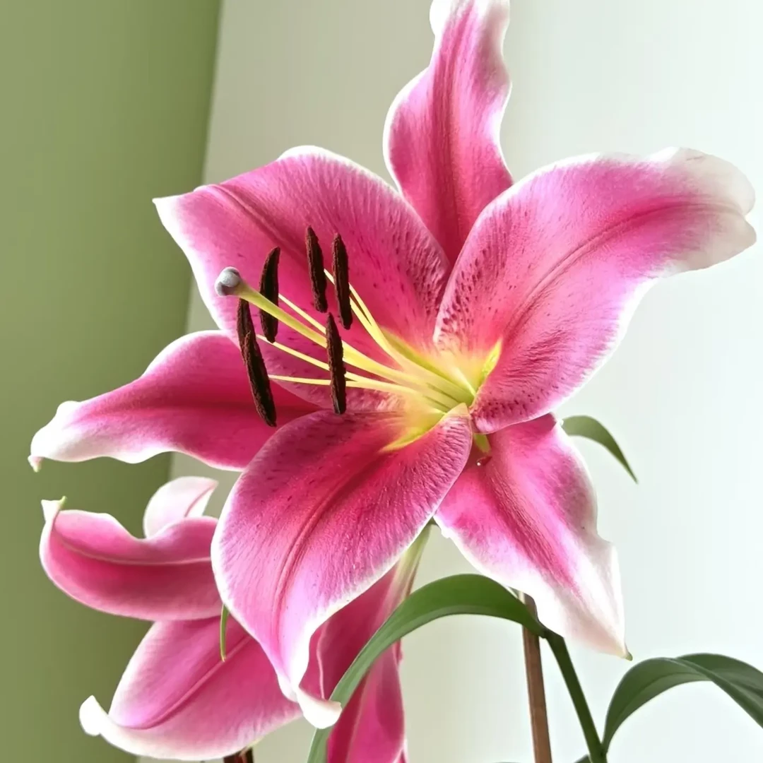 混搭香水百合，云南鲜花基地直发