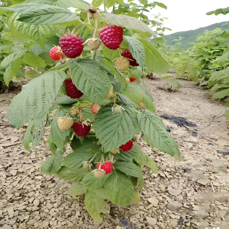树莓苗黑树莓苗覆盆子苗黄红树莓蓝莓苗南方北方盆栽地栽蓝莓树苗