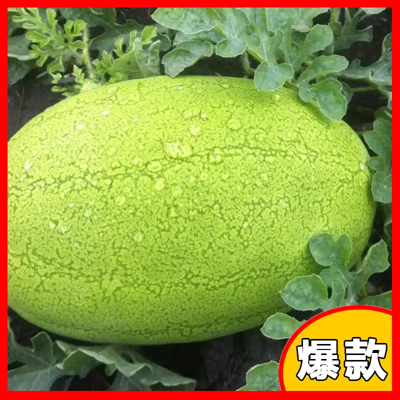 山东寿光红宝甜抗病新西瓜早熟种苗懒汉特大绿超四季