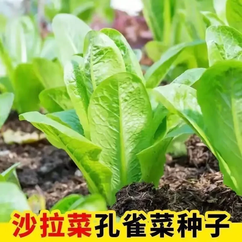 【3包/A孔雀菜种子A/9.9】沙拉菜种子家庭阳台小院盆栽地栽四季种植