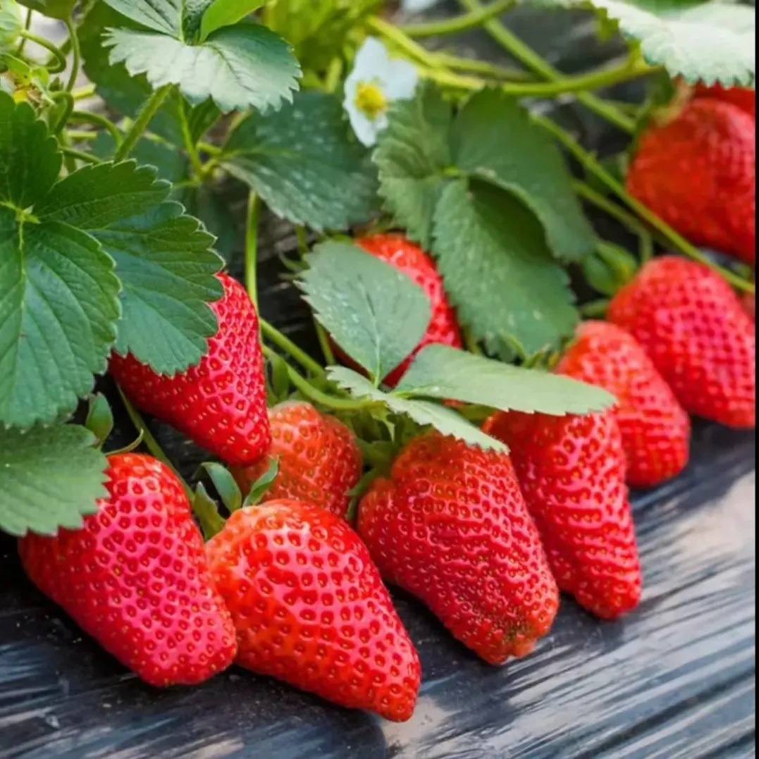 【奶油草莓种子】四季结果好养易活室内外阳台盆栽水果植物花种子