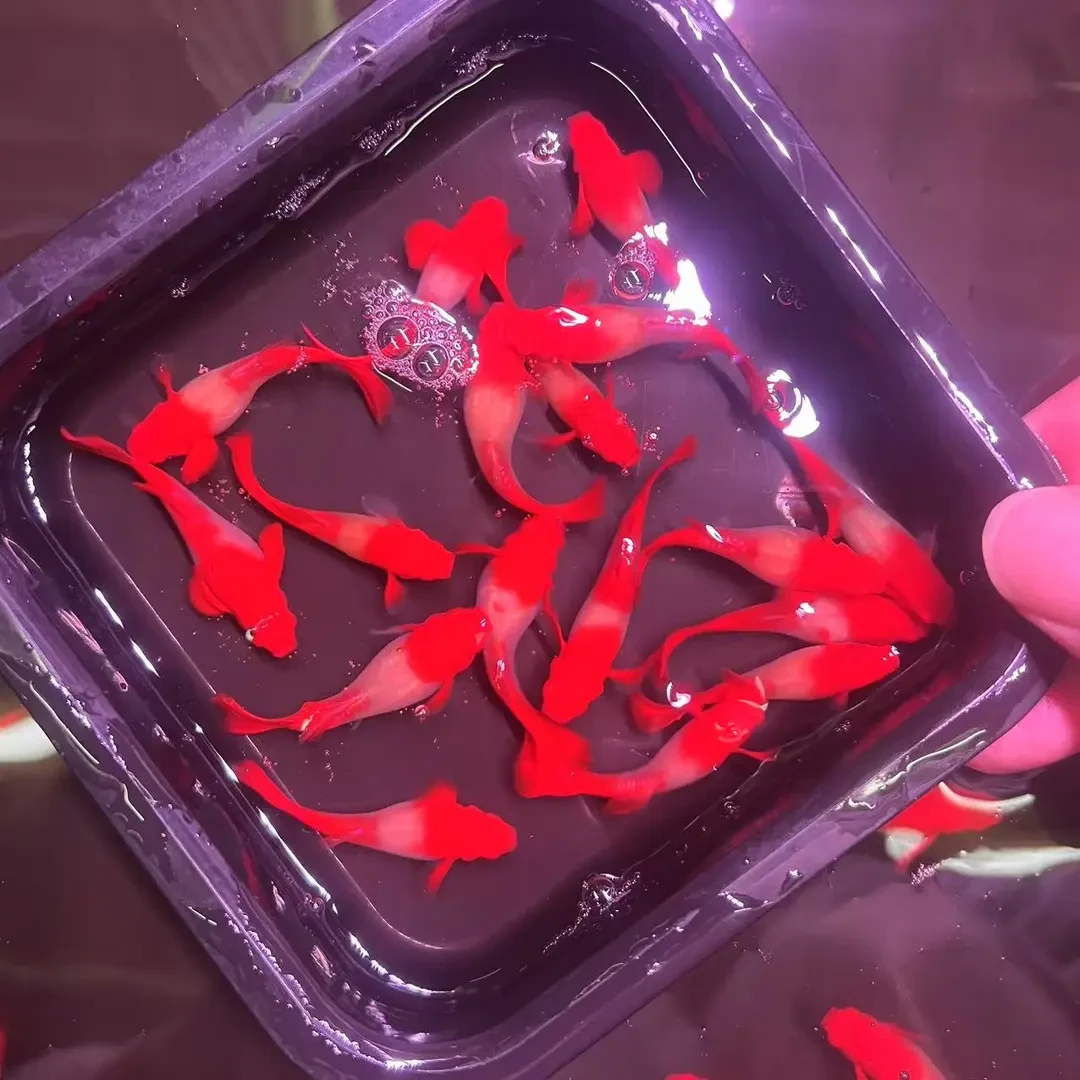 临产红头纯种鸿运当头孔雀鱼纯种好养耐活可繁殖的热带小型活体鱼