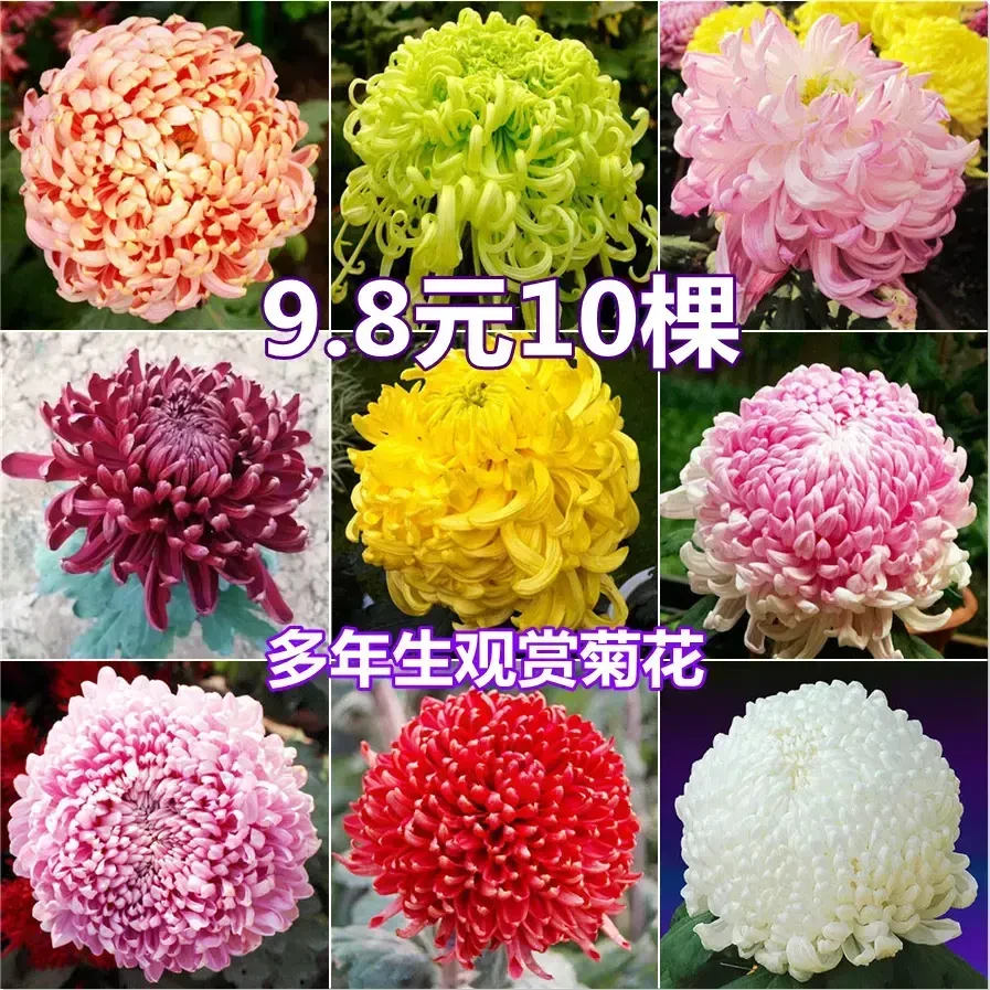 多年生大菊花苗四季开花多年生菊花小苗盆栽室内庭院阳台花卉绿植