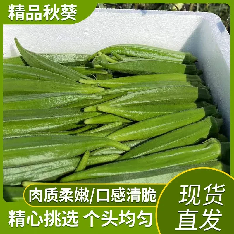 秋葵新鲜时令秋葵蔬菜