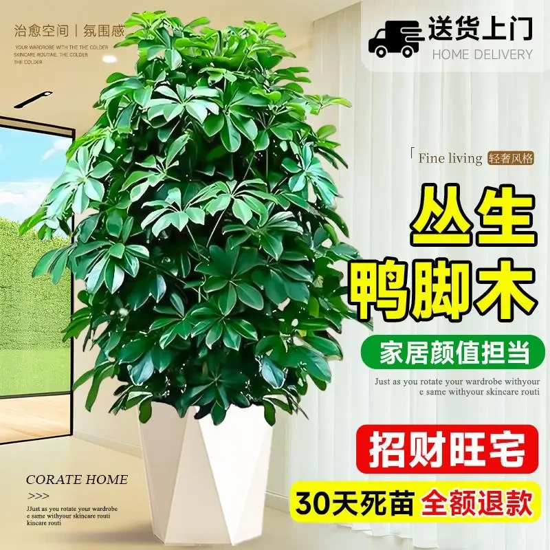 鸭脚木盆栽客厅绿植花卉室内大型八方来财鸭掌木七叶莲植物发财树