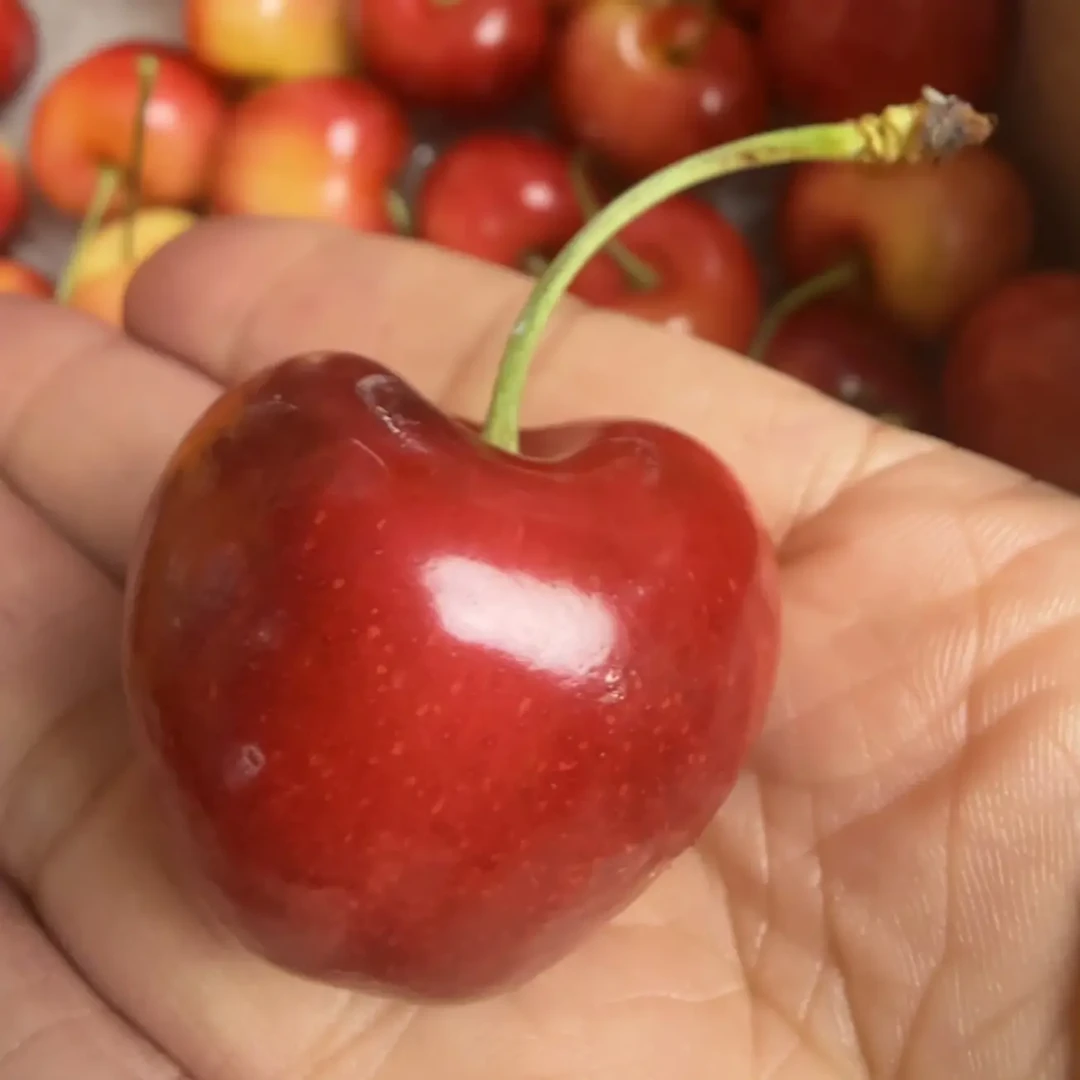 空运雷尼尔车厘子J-JJJJ新鲜水果顺丰脆甜内附果径卡