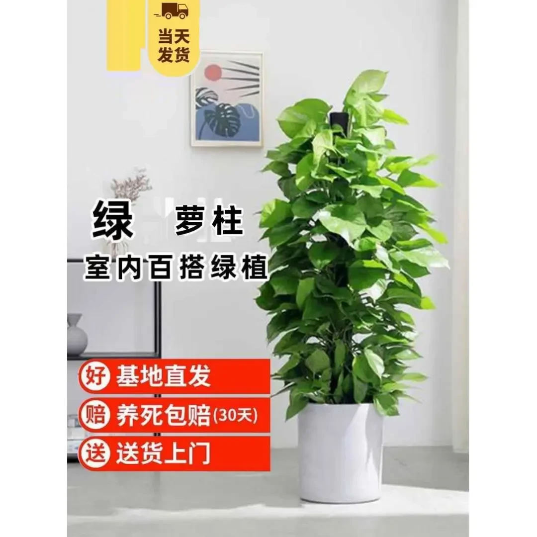 大叶绿萝柱绕桩大盆栽客厅绿植大型绿萝好养活室内办公室净化空气