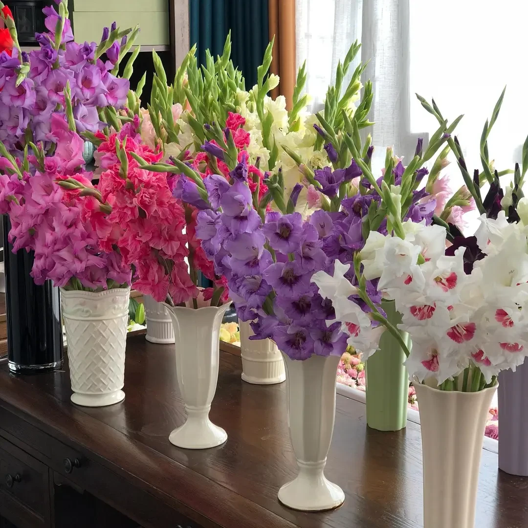 香水剑兰花种球唐菖蒲庭院阳台盆栽花卉绿植切花植物球根好养易活