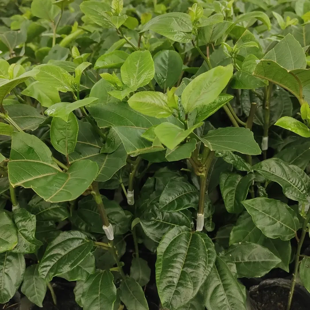 无酸大果百香果苗嫁接苗爬藤植物南北方可地栽盆栽