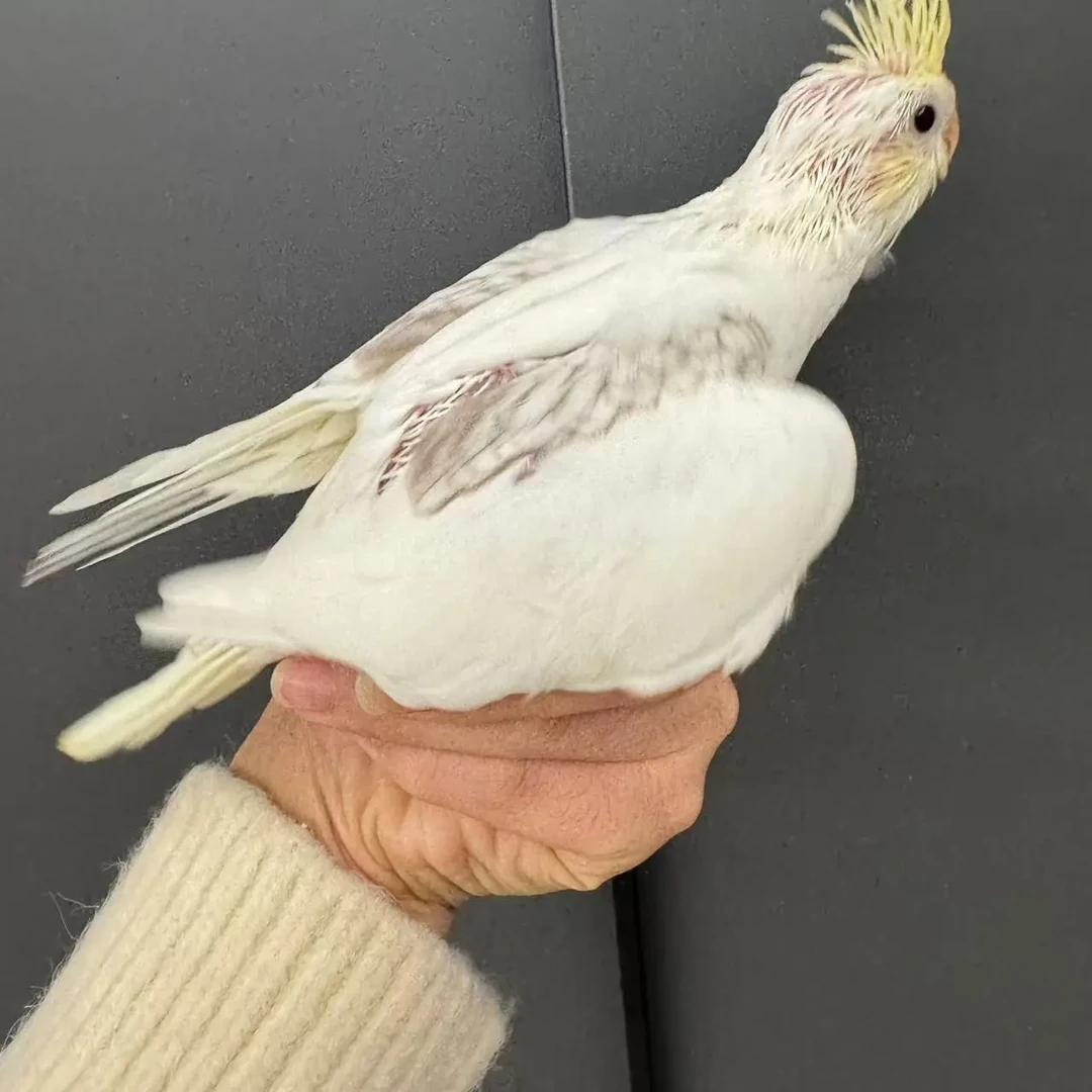 手养可训特色玄凤一物一拍