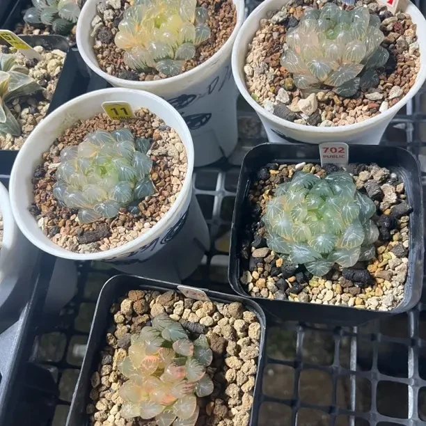 新手好养的玉露多肉植物带土原盆栽培适合室内桌面种植