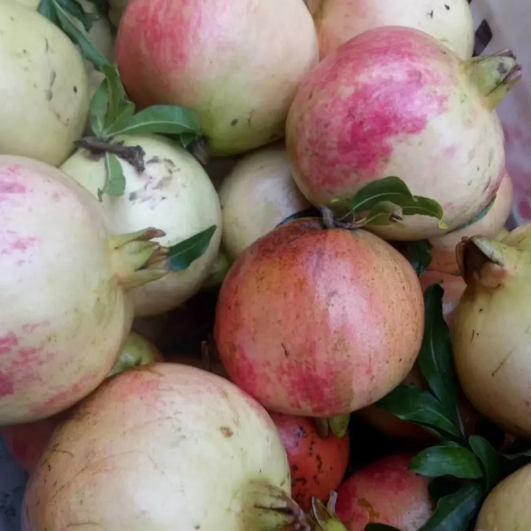 正宗红玛瑙石榴产地直发新鲜皮薄酸甜爆汁枝头鲜果礼盒装