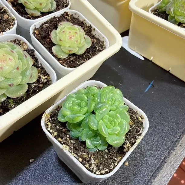 胭脂泪珍妮   秋