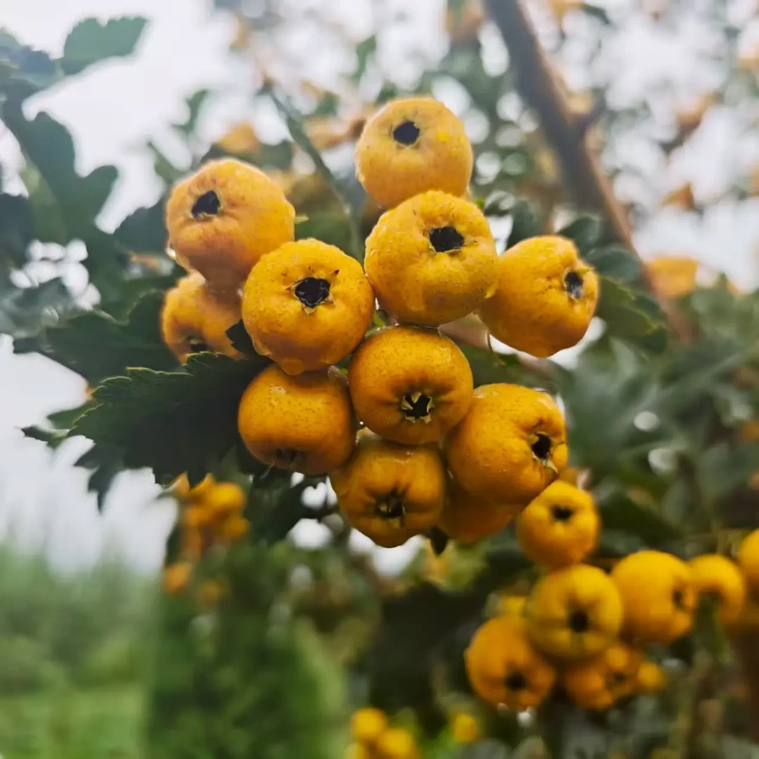 （中果顺丰包邮）现摘现发黄山楂9甜1酸稀奇品种山楂鲜果水果山楂