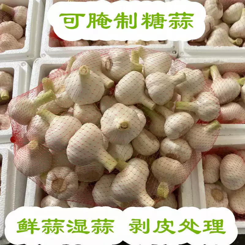 当季现挖新鲜紫白皮大蒜可腌制糖蒜又嫩又脆