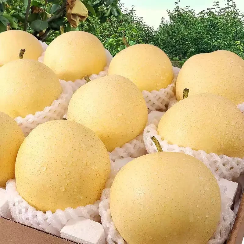 正宗河北皇冠梨包邮10斤整箱新鲜水果梨子5斤脆甜多汁3斤非砀山梨