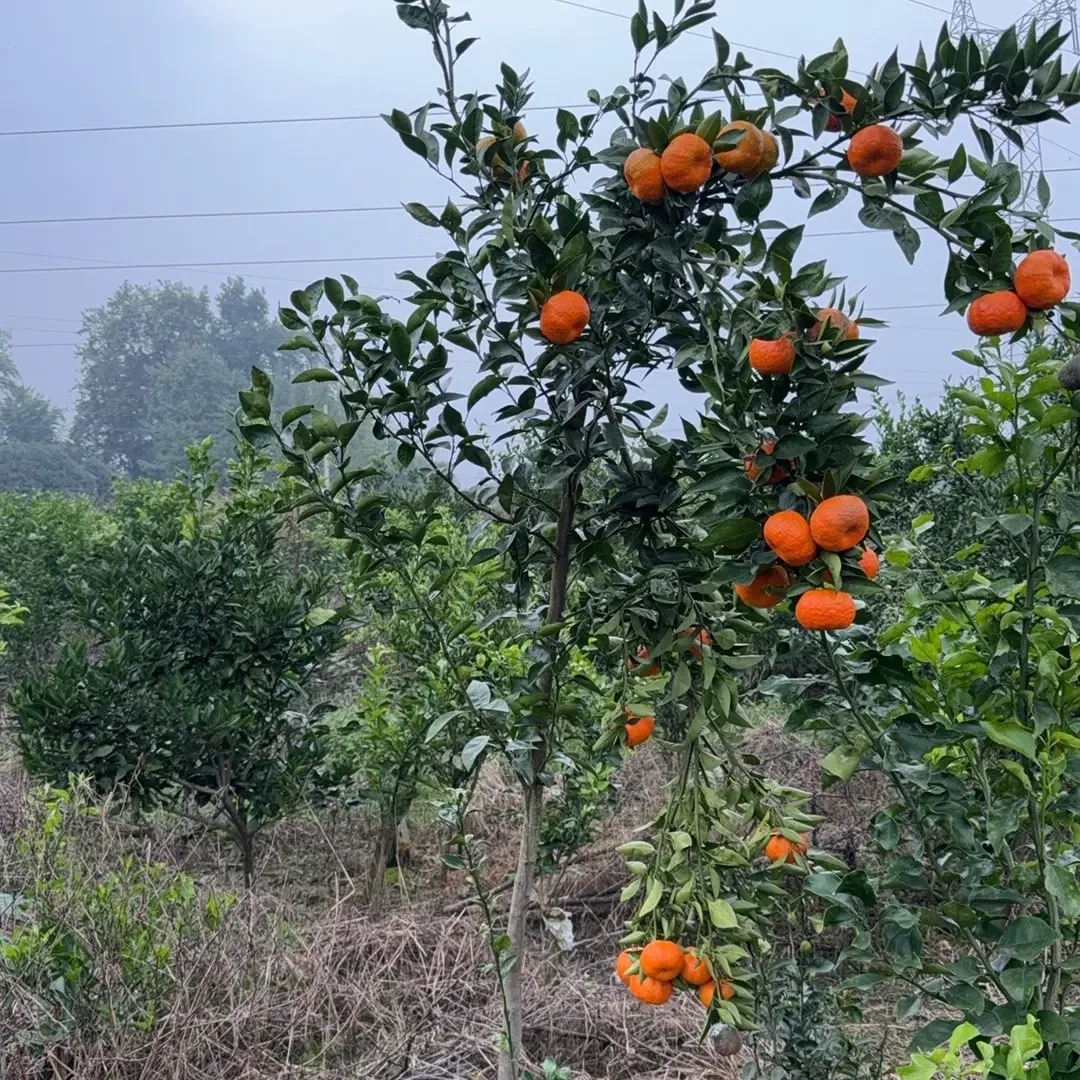 自家养橘子橙子爱媛葩葩杆10年树纯地栽适合园艺装饰