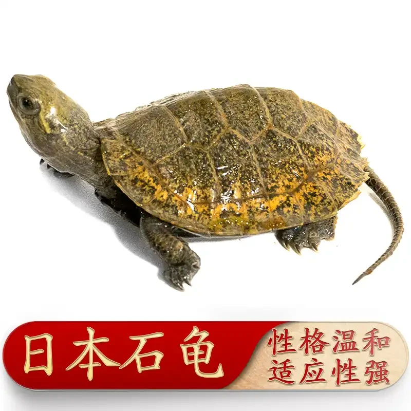 直播活体日本石龟宠物龟