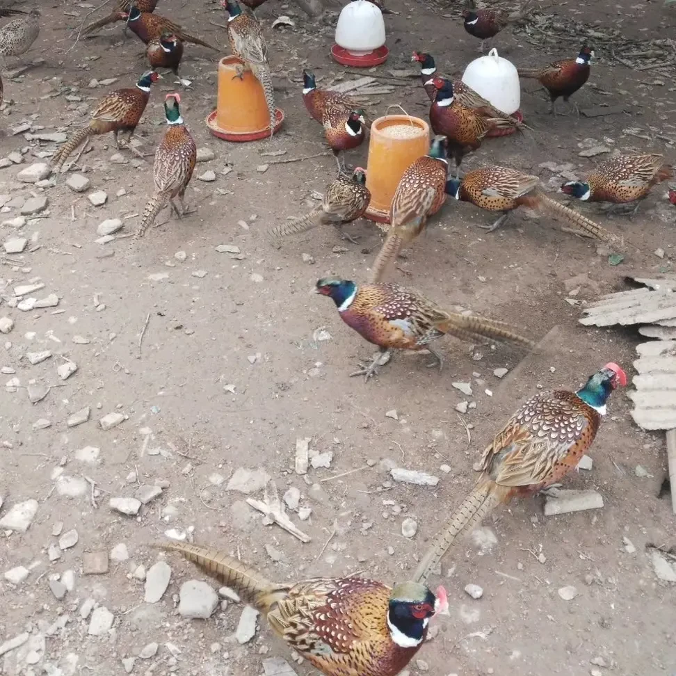 (猴哥专属)七彩山鸡户外散养新鲜整鸡生鲜肉质好京东包邮