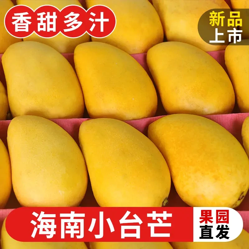 小台芒新鲜采摘应季热带当季水果广西小台农芒果小台鸡蛋芒果