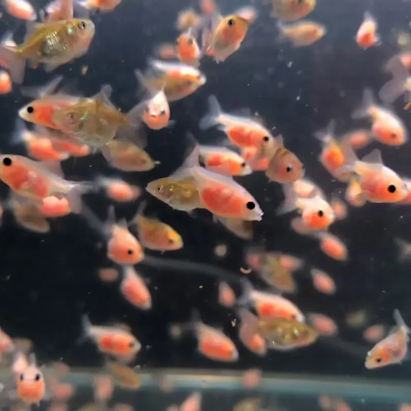 将军鱼苗好养易活适合新手