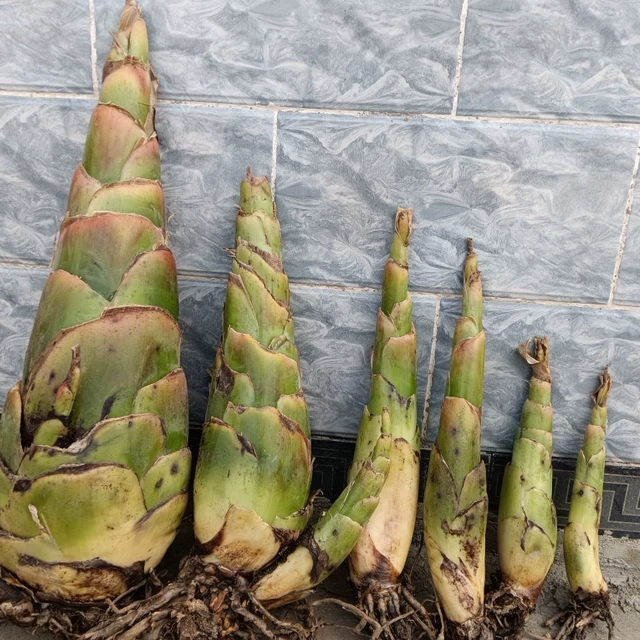 云南地涌金莲绿植千瓣莲花养不死大型盆栽地莲花懒人花苗产地直发