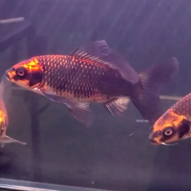 发色红熊猫蝴蝶鲤