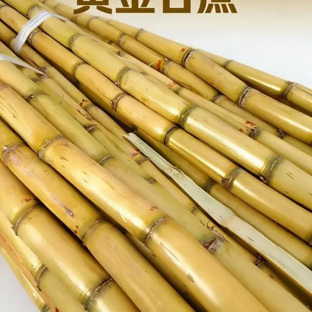 新鲜黄金甘蔗当季水果现砍现发脆甜多汁