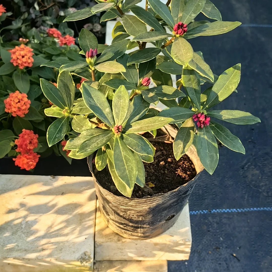 金边瑞香浓香型带花苞盆栽耐寒室内外观花植物四季开花绿植