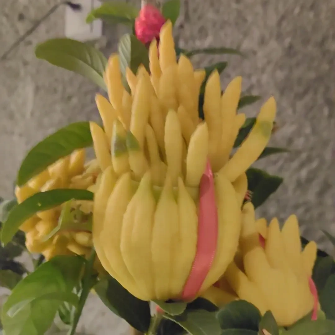 室内观果植物盆栽佛手大苗千佛手青佛手苗带花苞四季常绿好养