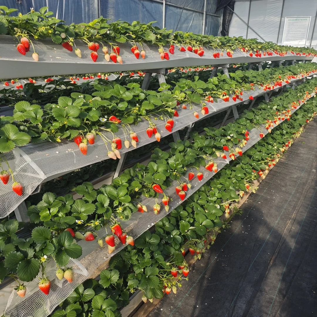 立体种植新鲜现摘红颜奶油草莓当季水果顺丰包邮
