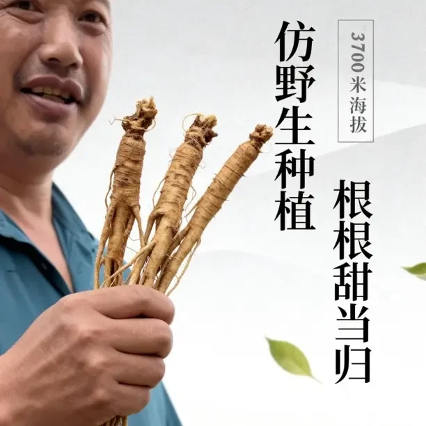 川西高原甜当归新鲜适合男女老少三四次炖四五斤鸡炖排骨黄花菜