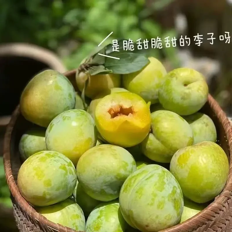 正宗脱骨李子青脆李新鲜水果现摘现发脆酸甜蜂糖李子整箱批发包邮
