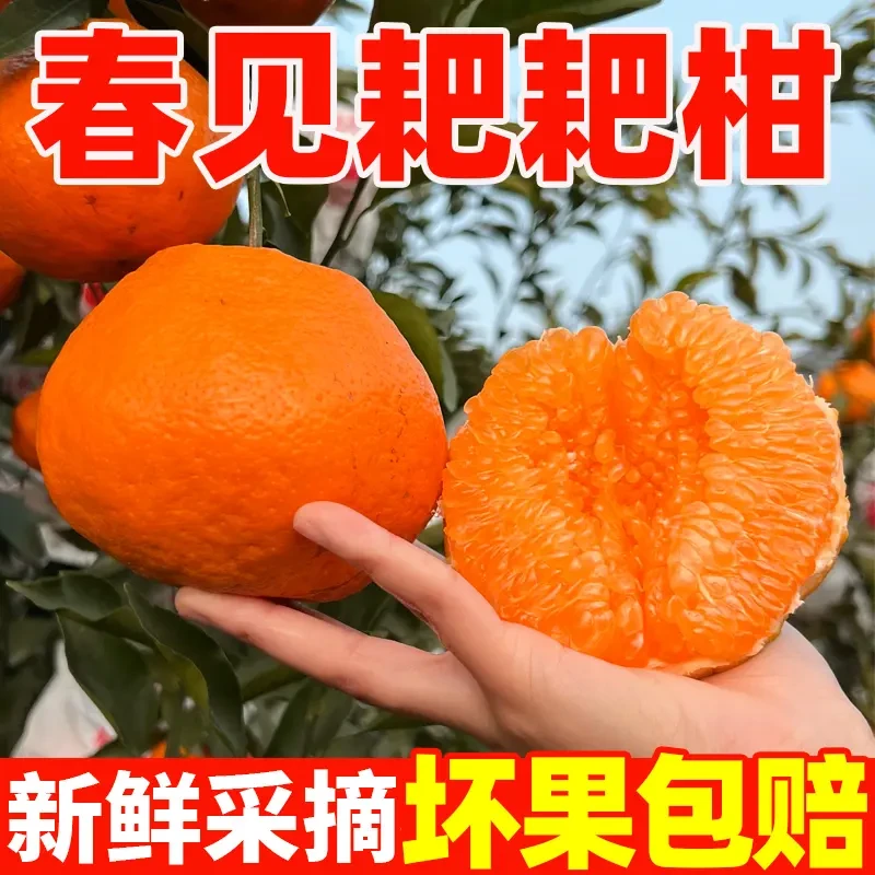 【25年头茬耙耙柑】四川春见耙耙柑产地直发粑粑柑新鲜香甜多汁yg