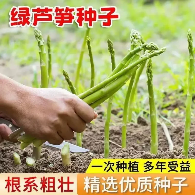 【芦笋种子】四季种植蔬菜绿芦笋种籽耐热营养蔬菜种子G