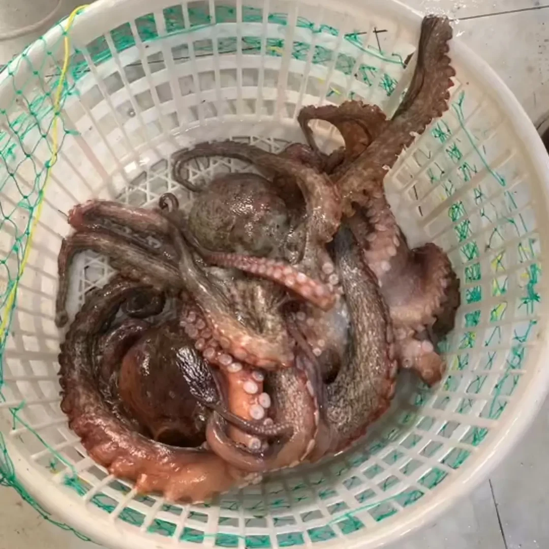 活八爪鲜嫩爽适合火锅烧烤冷链发货